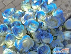 探索不同颜色玫瑰的象征意义 各色玫瑰的花语