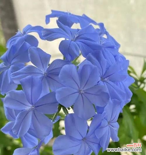 探究蓝雪花的象征意义,传递祝福与情感 解读蓝雪花的花语