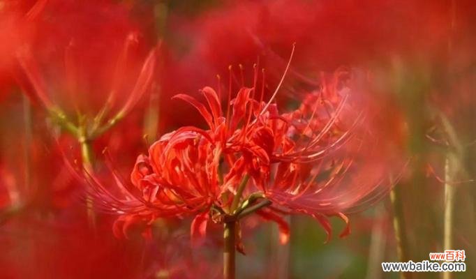 探秘彼岸花的起源与传说 彼岸花的传说与花语