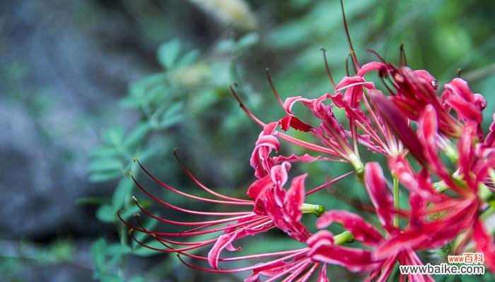 揭示彼岸花带给我们的启示与感悟 彼岸花的寓意与意义