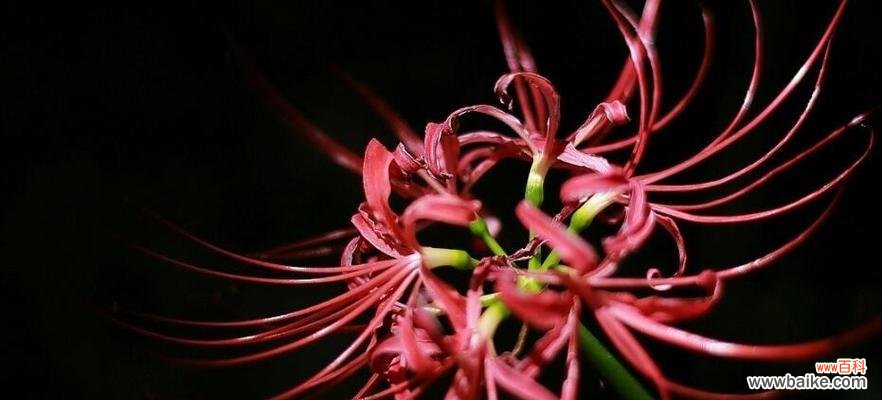 揭示彼岸花带给我们的启示与感悟 彼岸花的寓意与意义