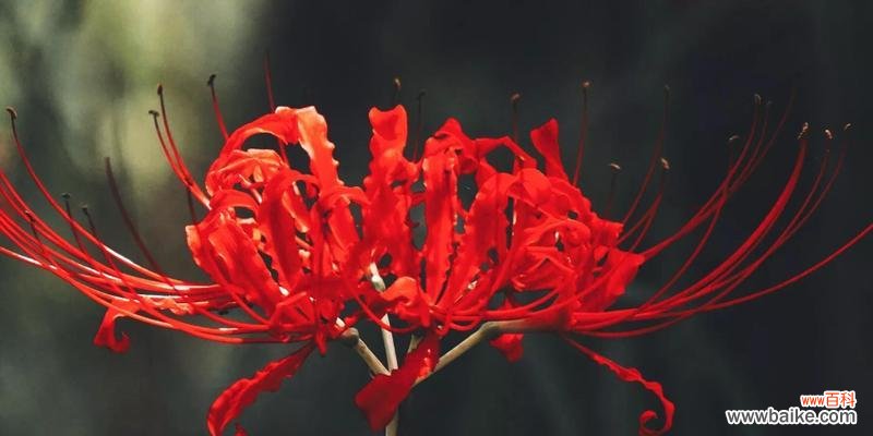 彼岸花花语的意义与传承 彼岸花花语大全——传递爱与思念的媒介