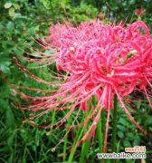 用花语解读彼岸花的多彩世界 探寻不同颜色彼岸花花语之奥秘