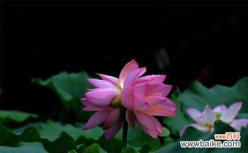 花语解读与美丽寓意 并蒂莲，花开双双