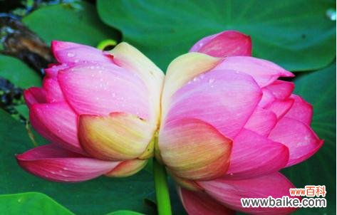 花语解读与美丽寓意 并蒂莲，花开双双