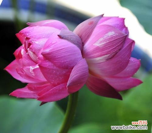 和你共生 浪漫花语之并蒂莲花