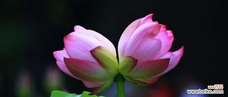 和你共生 浪漫花语之并蒂莲花