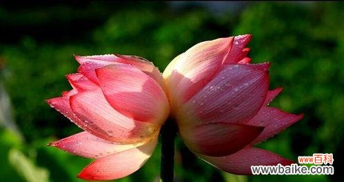 和你共生 浪漫花语之并蒂莲花