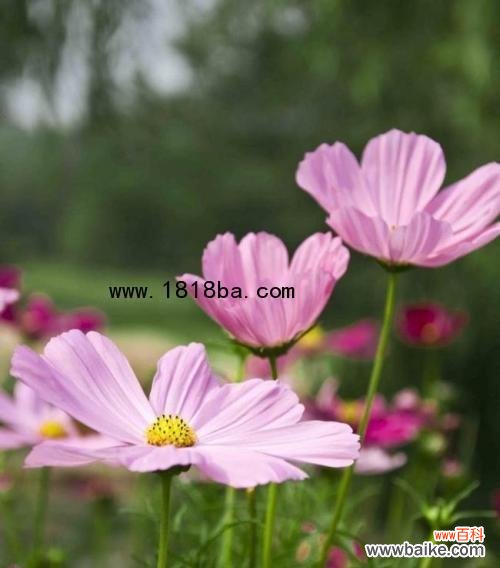 大波斯菊的花语和寓意