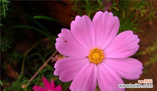 大波斯菊的花语和寓意