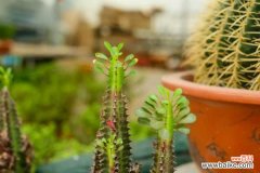 龙骨花烂根的防治技巧