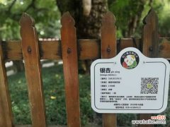 银杏什么时候黄，银杏叶变黄的原因