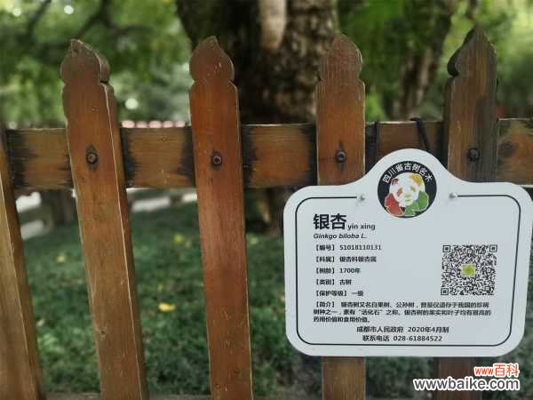 银杏什么时候黄，银杏叶变黄的原因