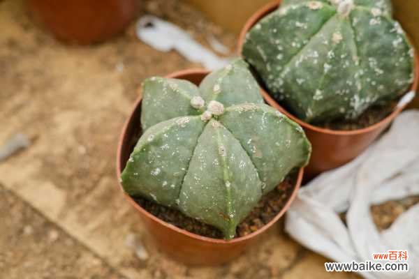 鸾凤玉烂根了怎么办