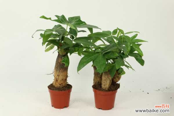 秋天发财树叶子发黄是怎么回事，怎么挽救