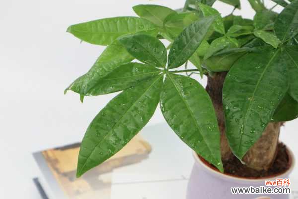 秋天发财树叶子发黄是怎么回事，怎么挽救