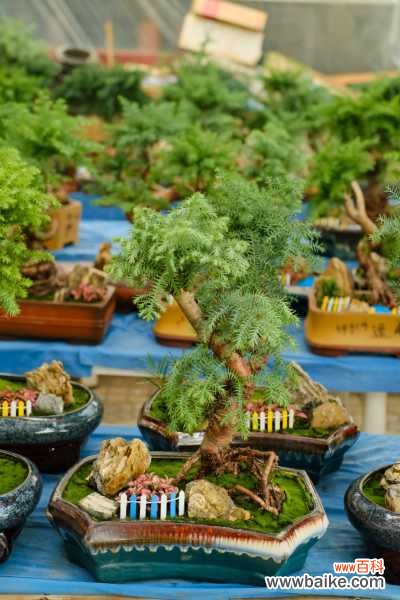 澳洲杉烂根怎么办