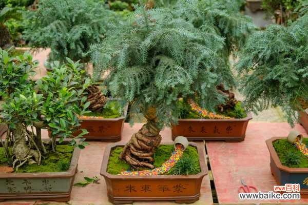 澳洲杉烂根怎么办