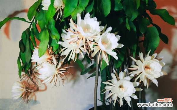 昙花黄叶的原因和处理办法