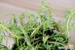 太阳花黄叶的原因和处理办法