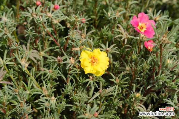 太阳花黄叶的原因和处理办法