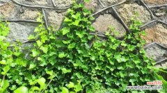 爬山虎和常春藤怎么区分？爬山虎和常春藤的区分方法