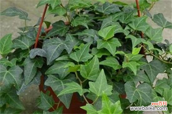 常春藤烂根怎么办?常春藤烂根的解决方法