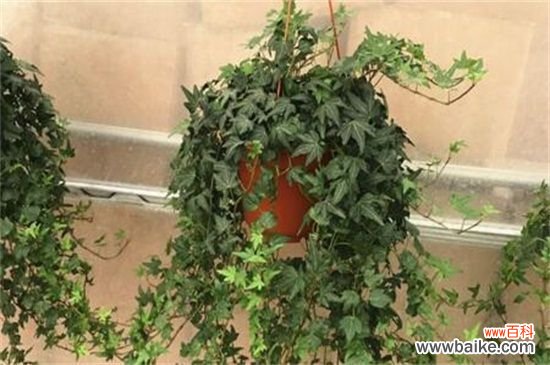 常春藤叶片发黑怎么办?常春藤叶片发黑的解决方法