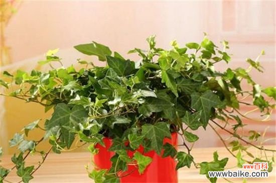 常春藤叶片发黑怎么办?常春藤叶片发黑的解决方法