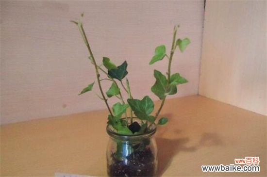 常春藤叶片发黑怎么办?常春藤叶片发黑的解决方法