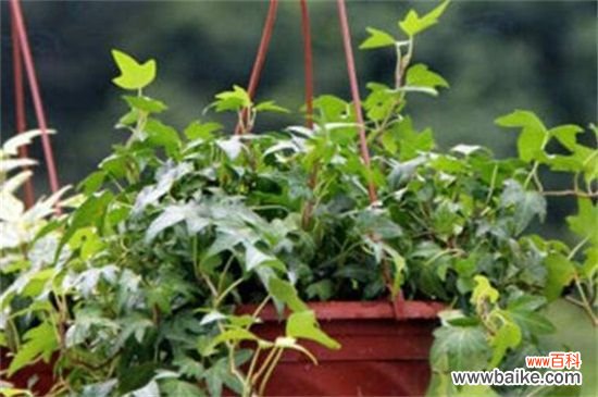 常春藤怎样修剪,4个步骤修剪处理枝条