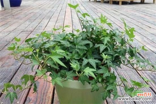 常春藤怎样修剪,4个步骤修剪处理枝条