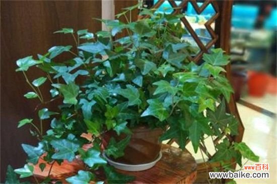 常春藤怎样修剪,4个步骤修剪处理枝条