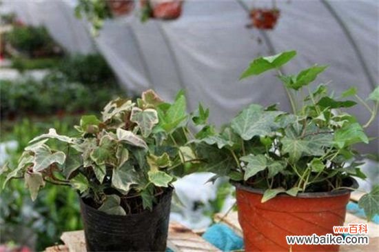 常春藤可以一直水培吗，根须泡水防晒养护