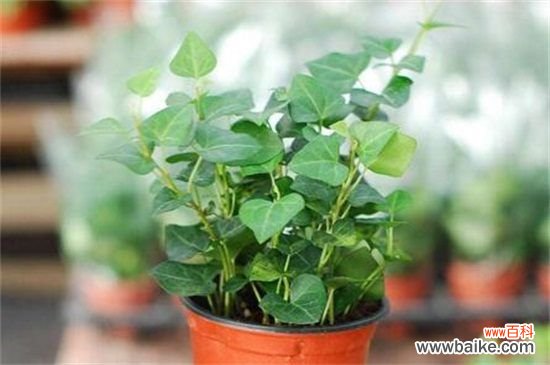 常春藤可以一直水培吗，根须泡水防晒养护