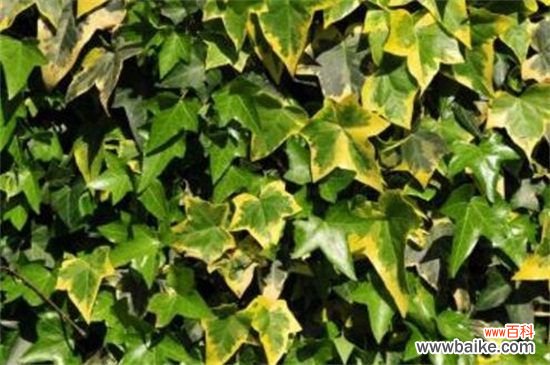 常春藤有多少品种?盘点常见的六大常春藤品种