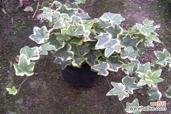 常春藤有多少品种?盘点常见的六大常春藤品种