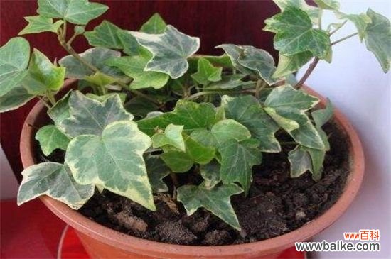 常春藤有多少品种?盘点常见的六大常春藤品种