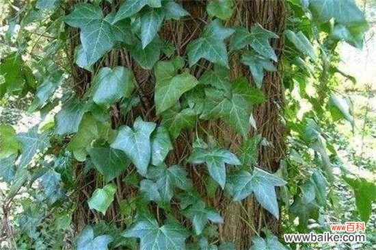 常春藤有多少品种?盘点常见的六大常春藤品种