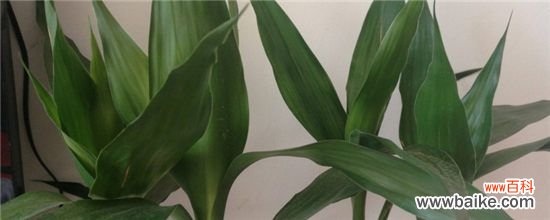 属兔养什么植物旺财？属兔养富贵竹旺财