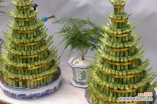 属兔养什么植物旺财？属兔养富贵竹旺财