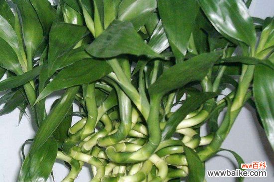 属兔养什么植物旺财？属兔养富贵竹旺财