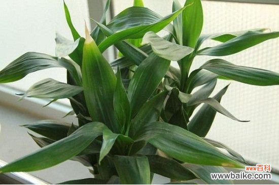 一根富贵竹变多的步骤