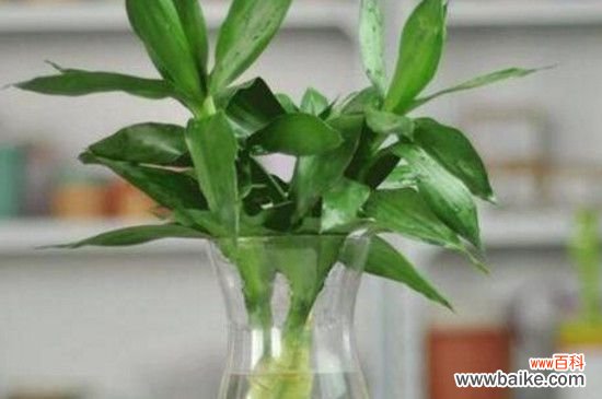 富贵竹适合放在家里哪个位置