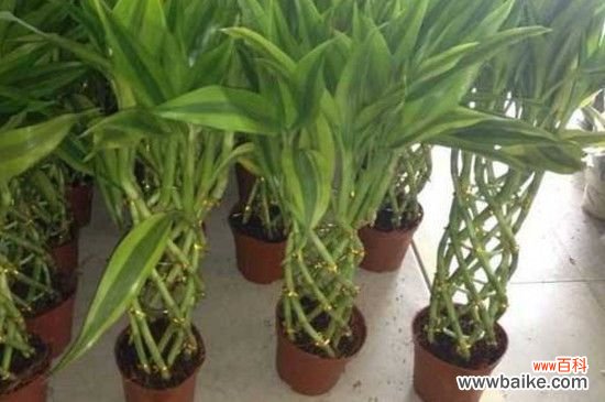 富贵竹的叶子下垂怎么办？富贵竹叶子下垂解决方法