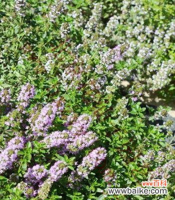 香气四溢，传递勇气和希望 百里香的花语