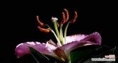 解读黑蔷薇的10种含义 黑蔷薇花语