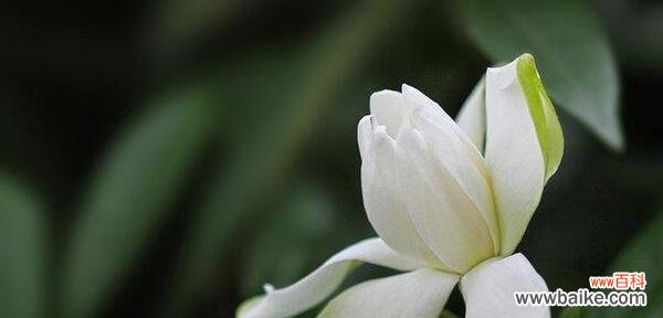 探秘栀子花的花语 栀子花——芳香之美