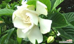 探秘栀子花的花语 栀子花——芳香之美