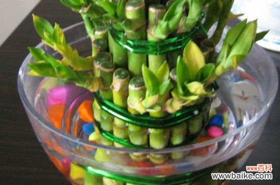 富贵竹烂根怎么办？富贵竹烂根的处理方法